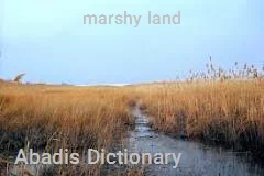 marshy land